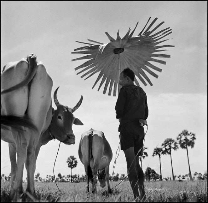 CAMBODIA. Farmer shading himself as he looks after his grazing cows. 1952.