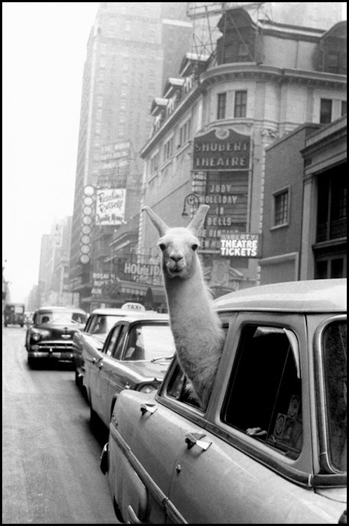 USA. New York City. 1957. A Llama in Times Square.