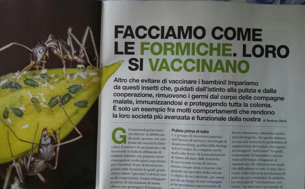 Anche le formiche nel loro piccolo… si vaccinano – Il Blog di Gioia Locati