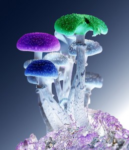 funghi colorati