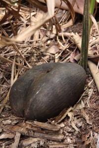 Il Coco-de-Mer cresce nella mirica Vallée de Mai, patrimonio dell'Umanità dell'Unesco