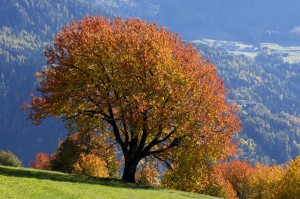 Colori dell'autunno in Alto Adige